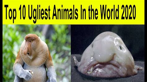 Top 10 Bad Face Ugliest Animals In The World 2020 Youtube