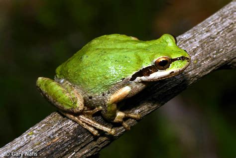Chorus Frog Alchetron The Free Social Encyclopedia