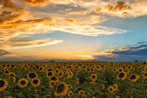 Sunflower Fields - Diamond Photography