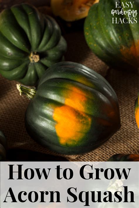 How To Grow Acorn Squash Easy Gardening Hacks