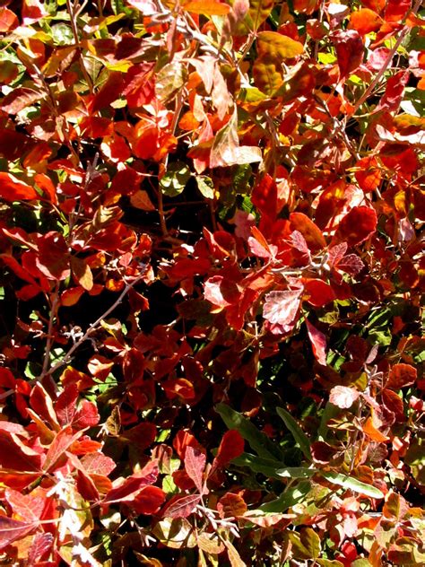 Co Horts Native Plants For Fall Color