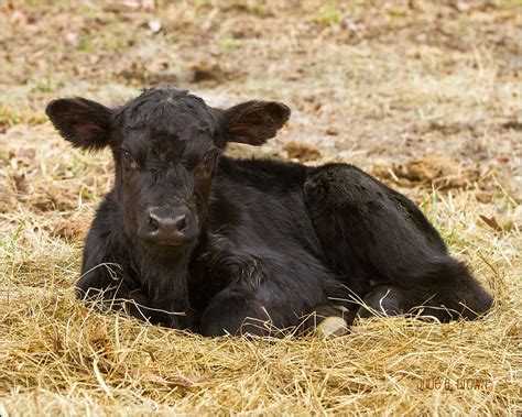 Newborn Angus Calf 2 Another Shot Of The Same Calf Its S Flickr