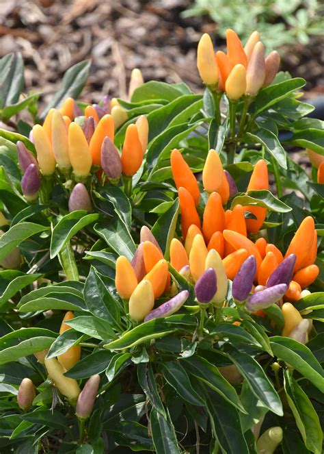 Ornamental peppers offer beautiful summer heat | Mississippi State ...