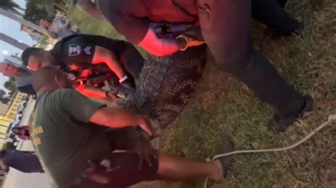 Florida Authorities Remove Massive 12 Foot 600 Pound Alligator Fox