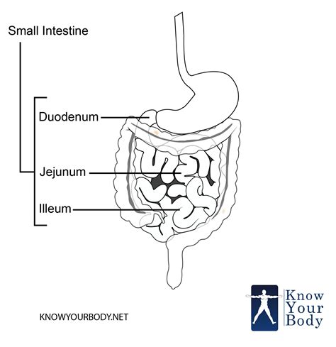 At regular distances along the colon, the smooth muscle of the muscularis layer causes the intestinal wall to gather, producing a series of pouches called haustra. Small Intestine - Function, Anatomy, Location, Length and ...