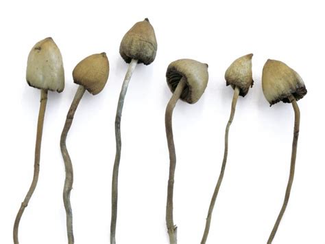 Buy Liberty Cap Mushrooms Psychedelic Connect