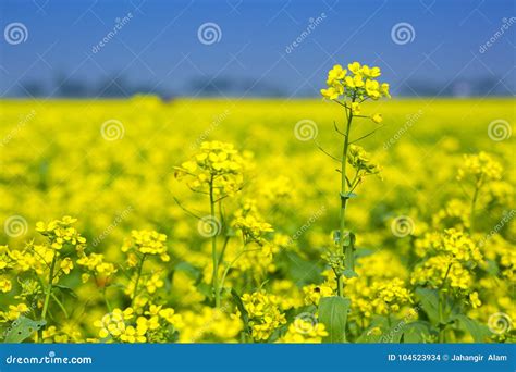 Mustard Flower Field Is Full Blooming Stock Photo Image Of Farm