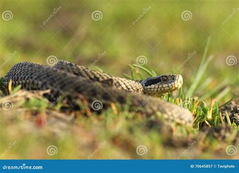 Female Meadow Viper In The Grass Stock Image Image Of Herpetology