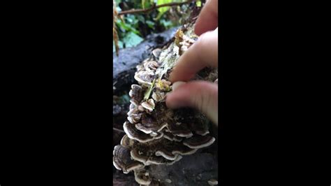 turkey tail mushroom identification harvesting picking example youtube
