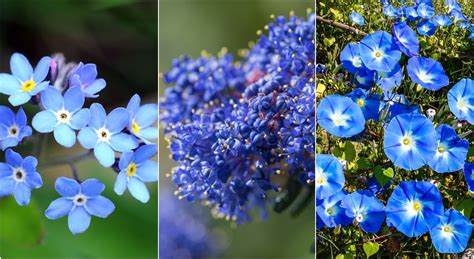 Fleurs Bleues Les Plus Belles Variétés à Avoir Au Jardin