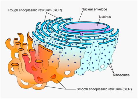 Explain The Endoplasmic Reticulum With Its Types And Functions
