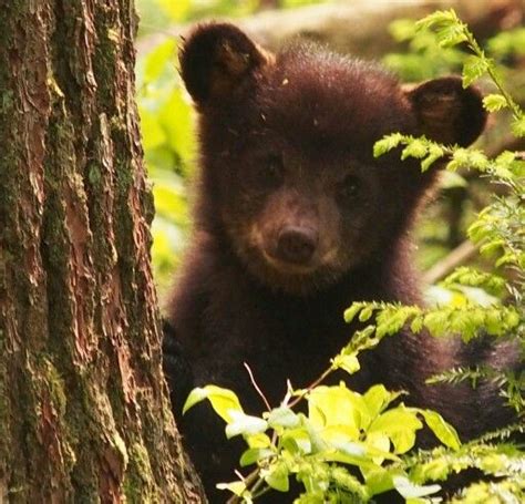 Pin By Lana Hill On Photography Black Bear Animals Bear