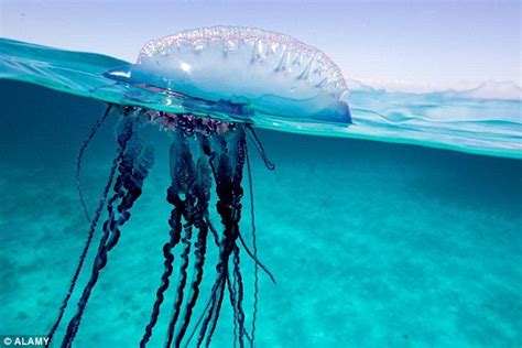 Deadly Jellyfish With Tentacles The Length Of Five London Buses Spotted