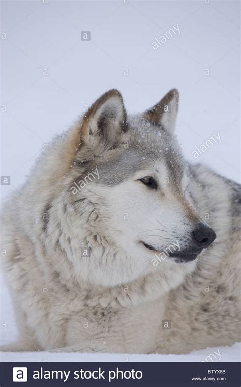 Gray Wolf Timber Wolf Canis Lupus Male Portrait Captive New