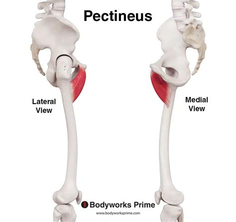 Pectineus Muscle Anatomy Bodyworks Prime