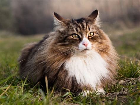 Norwegian Forest Cat Your Complete Breed Guide The Goody Pet
