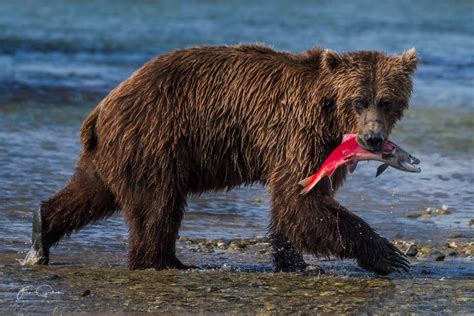 Alaska Landscape And Bears Photo Workshop Jack Graham Photography