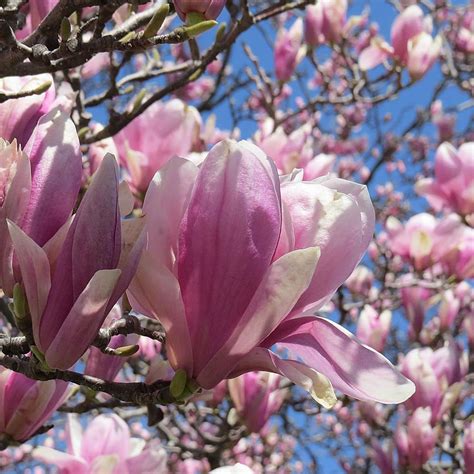 Magnolia Jane Buy Purple Magnolia Trees And Shrubs