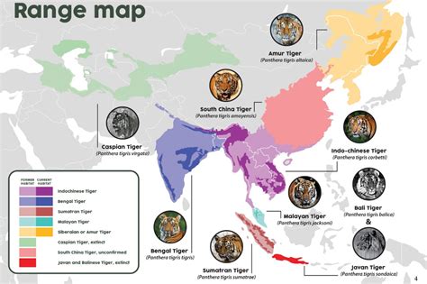 Tiger Educational Posters Factsheets Wfft