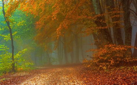 Path In Misty Autumn Forest Hd Wallpaper Background Image 1920x1200