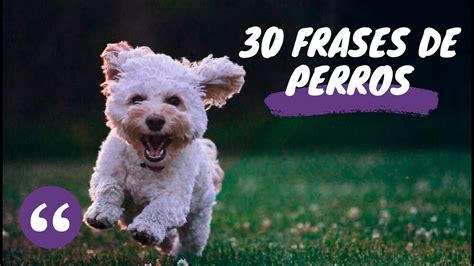 30 Frases De Perros 🐶 ¡cortas Y Graciosas Mostrar