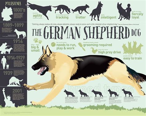 All You Need To Know About German Shepherd Breed A Dogs Love