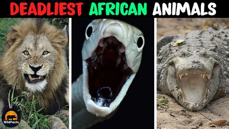 10 Deadliest Animals In Africa Youtube