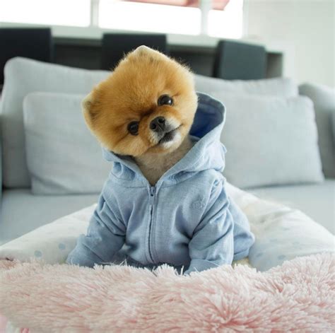 Teddy face beyaz pomerani̇an boo. 6 Dog Instagram Accounts You Need to Follow - BarkHappy