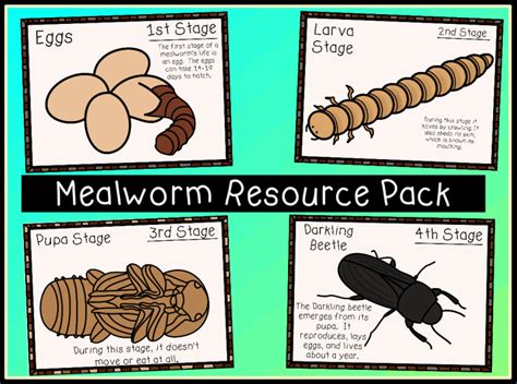 Free Mealworm Cliparts Download Free Mealworm Cliparts Png Images