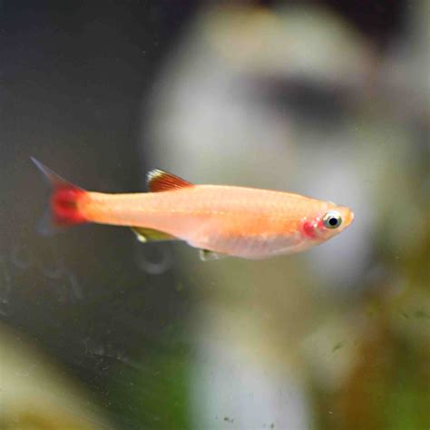 White Cloud Minnow Fish