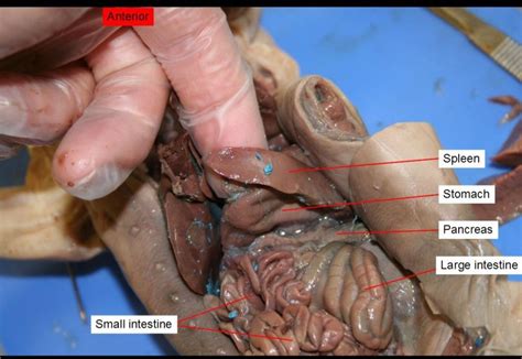 The kidneys contains millions of tiny filtering units called. Biology 1b > Markelz > Flashcards > Pig 1 | StudyBlue