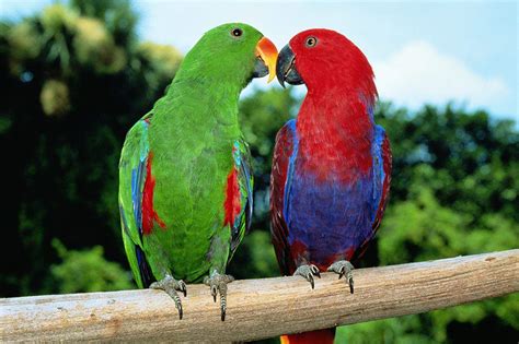 8 Top Colorful Parrot Species