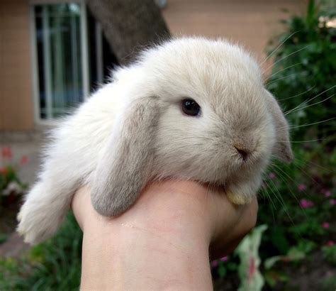 Holland Lop Rabbits The Smallest Of Lop Rabbits The Pets Dialogue