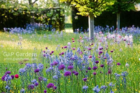 Wild Flower Meadow W Stock Photo By Highgrove Gardens Image 0332435