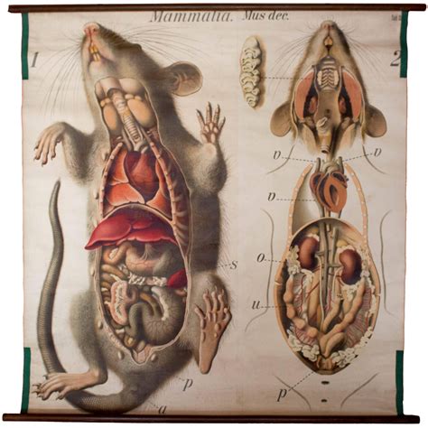 Rat Wall Chart By Paul Pfurtscheller Anatomy Art Human Figure Drawing Scientific