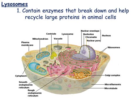 Lysosome Function In Animal Cell What Is The Function Of Lysosomes