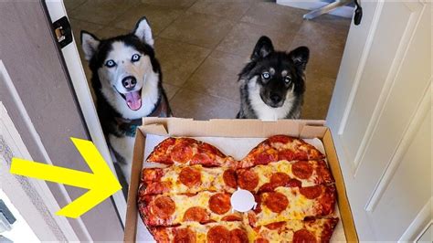 Best dog food for boxers. My huskies ordered pizza without me!!https://youtu.be ...
