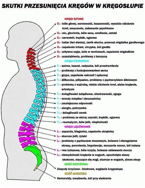 Od rdzenia kręgowego odchodzi 31 par nerwów rdzeniowych. Naturoterapia Natur-Med » Zabiegi lecznicze