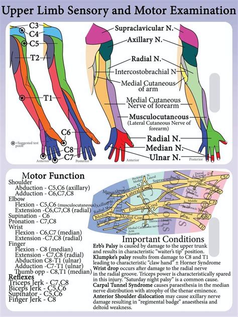 And acts with rotator cuff muscles. Details about Upper Limb Dermatome + Myotome Lanyard Reference Card Brachial Plexus Neurology ...