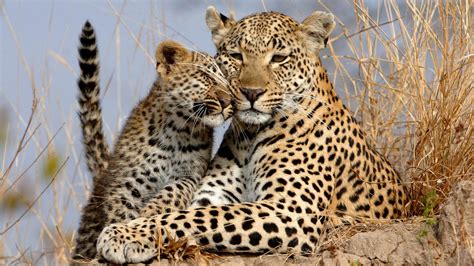 Leopards To Be Released Into Last Remaining Truly Wild Areas Of