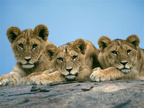 Sleepy Lion Cubs Animal Cubs Wallpaper 28137318 Fanpop