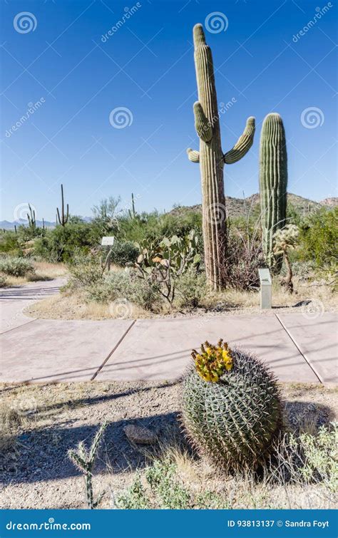 Fishhook Barrel Cactus Saguaro National Park Az Stock Image Image