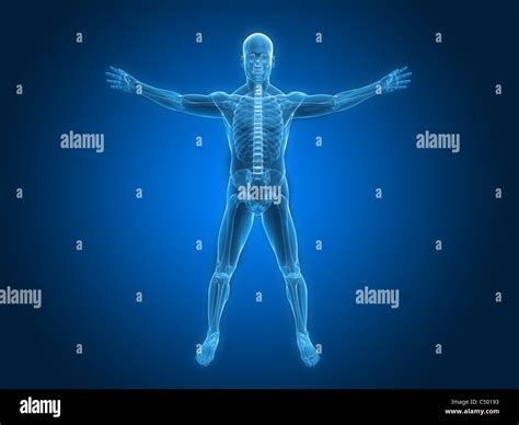 Anatomy Body Stock Photos And Anatomy Body Stock Images Alamy