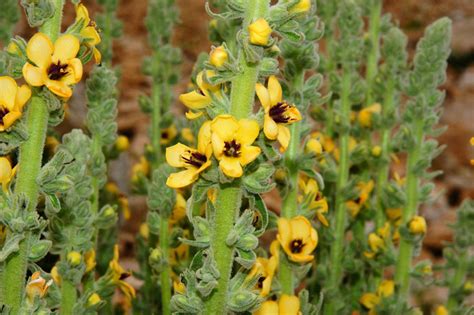 Linaria fiori spontanei gialli chiusi nelle loro labbra vistose. Verbascum conocarpum / Verbasco di Sardegna , Natura ...