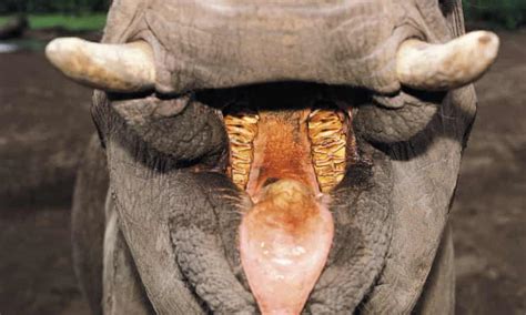 What An Elephants Tooth Teaches Us About Evolution Evolution The