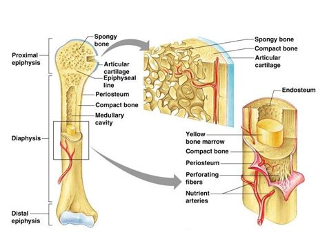 The bones canadian cancer society. Gross Anatomy Of The Typical Long Bone Structure And ...