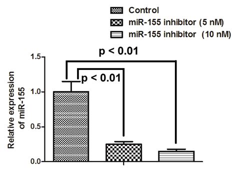 mir 155 inhibitor reduces the production of proinflammatory cytokines download scientific