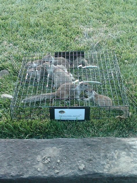 Squirrel Trap Humane Live Catch Trap