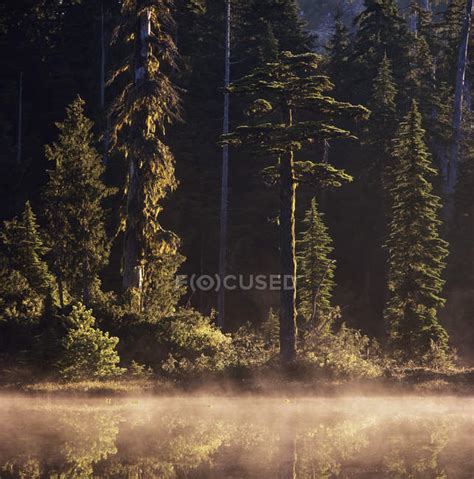 Morning Mist On Lake At Caren Range British Columbia Canada