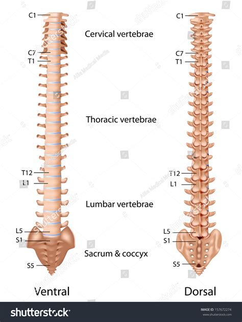 The core idea of its existence is to make best use of a. spine vertebrae labeled spinal column diagram labeled - Top Label Maker